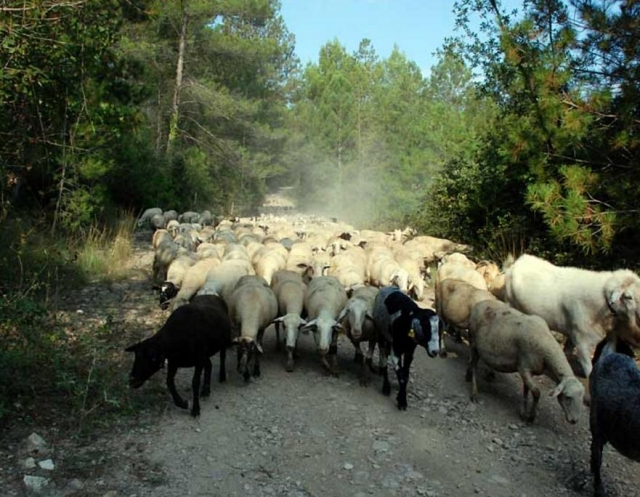 Pastoreo por el bosque